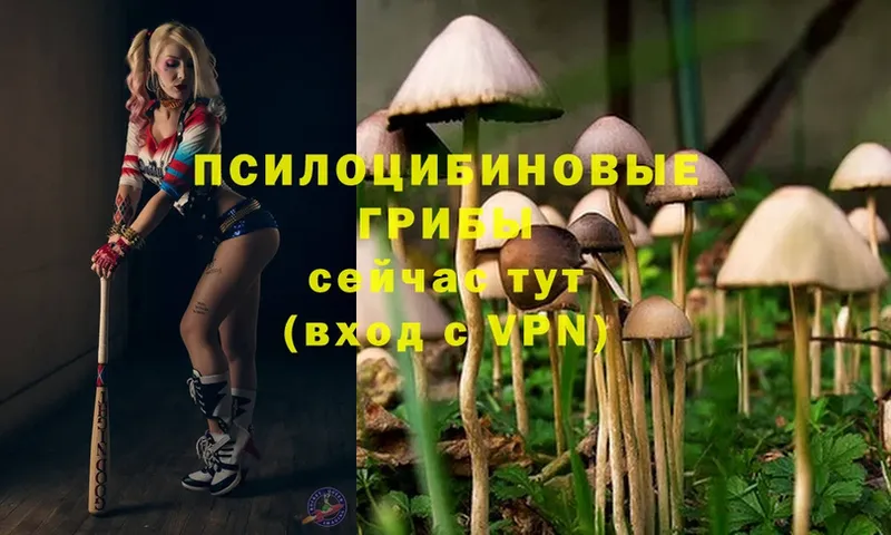 Галлюциногенные грибы Psilocybe  купить закладку  Верхняя Салда 